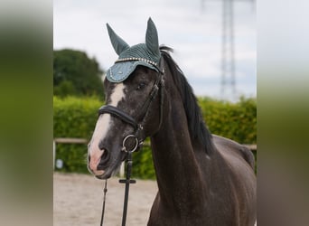 Koń andaluzyjski, Wałach, 4 lat, 160 cm, Karosiwa