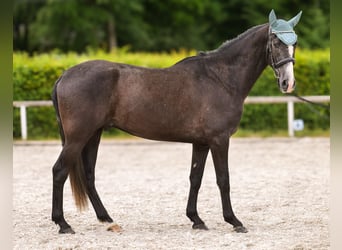 Koń andaluzyjski, Wałach, 4 lat, 160 cm, Karosiwa