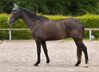 Koń andaluzyjski, Wałach, 4 lat, 160 cm, Karosiwa