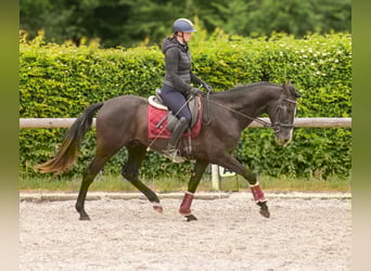 Koń andaluzyjski, Wałach, 4 lat, 160 cm, Karosiwa