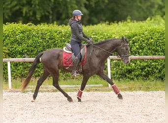 Koń andaluzyjski, Wałach, 4 lat, 160 cm, Karosiwa