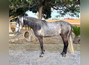 Koń andaluzyjski, Wałach, 4 lat, 160 cm, Siwa jabłkowita