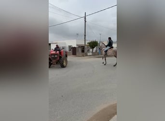 Koń andaluzyjski, Wałach, 4 lat, 160 cm, Siwa