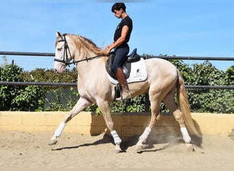 Koń andaluzyjski, Wałach, 4 lat, 164 cm, Perłowa