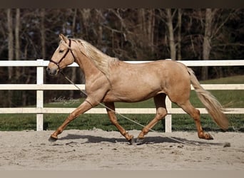 Koń andaluzyjski, Wałach, 4 lat, 165 cm, Izabelowata