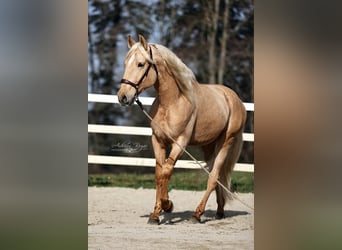 Koń andaluzyjski, Wałach, 4 lat, 165 cm, Izabelowata