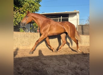 Koń andaluzyjski, Wałach, 4 lat, 165 cm, Kasztanowata