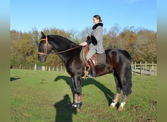 Koń andaluzyjski, Wałach, 4 lat, 166 cm, Kara