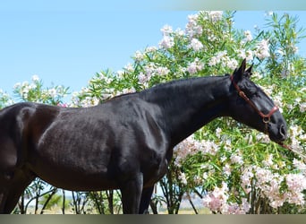 Koń andaluzyjski, Wałach, 4 lat, 166 cm, Kara