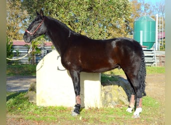 Koń andaluzyjski, Wałach, 4 lat, 166 cm, Kara