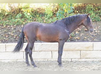 Koń andaluzyjski, Wałach, 4 lat, 166 cm, Skarogniada