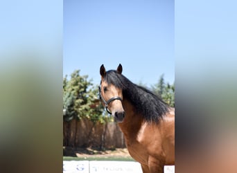 Koń andaluzyjski, Wałach, 4 lat, 170 cm, Bułana