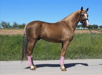 Koń andaluzyjski, Wałach, 5 lat, 145 cm, Izabelowata