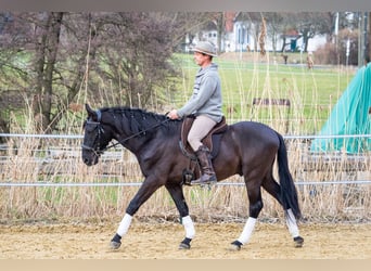 Koń andaluzyjski, Wałach, 5 lat, 155 cm, Kara