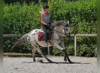 Koń andaluzyjski, Wałach, 5 lat, 155 cm, Tarantowata