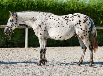 Koń andaluzyjski, Wałach, 5 lat, 155 cm, Tarantowata