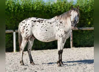 Koń andaluzyjski, Wałach, 5 lat, 155 cm, Tarantowata