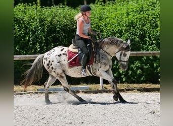 Koń andaluzyjski, Wałach, 5 lat, 155 cm, Tarantowata