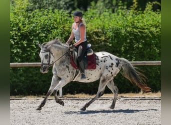 Koń andaluzyjski, Wałach, 5 lat, 155 cm, Tarantowata