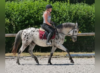 Koń andaluzyjski, Wałach, 5 lat, 155 cm, Tarantowata