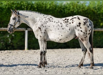 Koń andaluzyjski, Wałach, 5 lat, 155 cm, Tarantowata