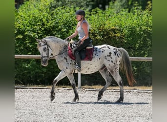 Koń andaluzyjski, Wałach, 5 lat, 155 cm, Tarantowata