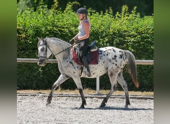 Koń andaluzyjski, Wałach, 5 lat, 155 cm, Tarantowata