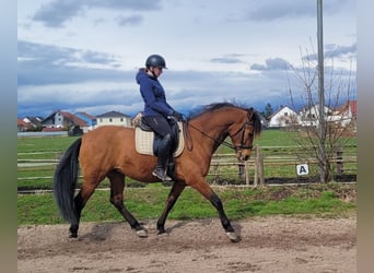 Koń andaluzyjski Mix, Wałach, 5 lat, 156 cm, Gniada