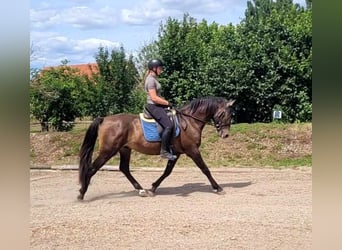 Koń andaluzyjski Mix, Wałach, 5 lat, 156 cm, Jelenia