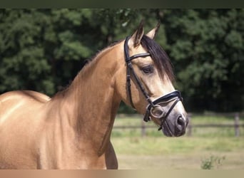 Koń andaluzyjski, Wałach, 5 lat, 156 cm, Jelenia