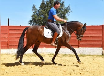 Koń andaluzyjski, Wałach, 5 lat, 157 cm, Gniada