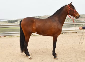 Koń andaluzyjski, Wałach, 5 lat, 157 cm, Gniada