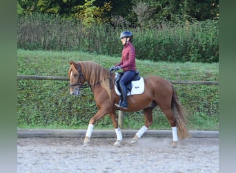 Koń andaluzyjski, Wałach, 5 lat, 158 cm, Kasztanowata