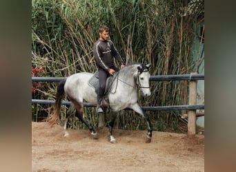 Koń andaluzyjski, Wałach, 5 lat, 159 cm, Siwa
