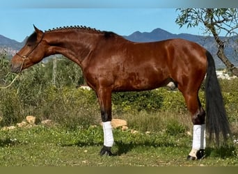 Koń andaluzyjski, Wałach, 5 lat, 160 cm, Gniada