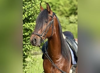 Koń andaluzyjski, Wałach, 5 lat, 160 cm, Gniada