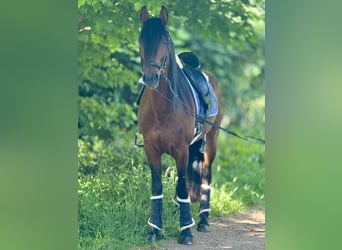 Koń andaluzyjski, Wałach, 5 lat, 160 cm, Gniada