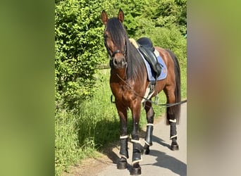 Koń andaluzyjski, Wałach, 5 lat, 160 cm, Gniada