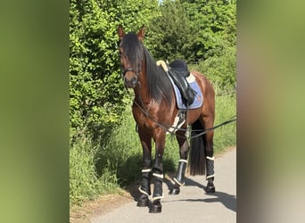 Koń andaluzyjski, Wałach, 5 lat, 160 cm, Gniada