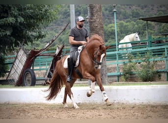 Koń andaluzyjski, Wałach, 5 lat, 160 cm, Kasztanowata