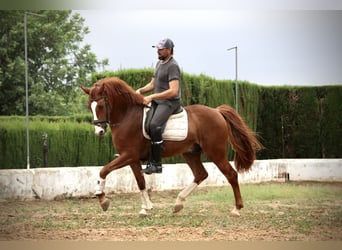 Koń andaluzyjski, Wałach, 5 lat, 160 cm, Kasztanowata