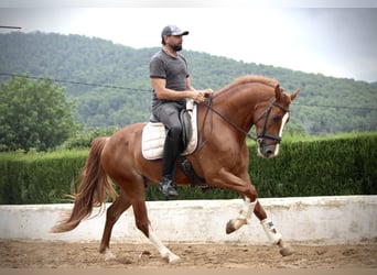 Koń andaluzyjski, Wałach, 5 lat, 160 cm, Kasztanowata