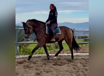 Koń andaluzyjski Mix, Wałach, 5 lat, 161 cm, Jelenia