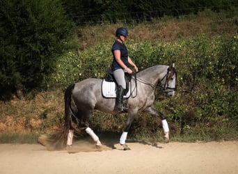 Koń andaluzyjski, Wałach, 5 lat, 163 cm, Siwa