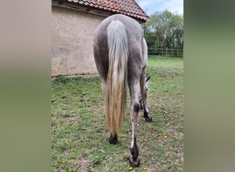 Koń andaluzyjski, Wałach, 5 lat, 164 cm, Izabelowata