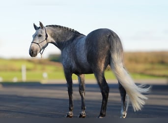 Koń andaluzyjski, Wałach, 5 lat, 164 cm, Siwa