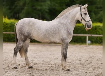 Koń andaluzyjski Mix, Wałach, 5 lat, 164 cm, Siwa