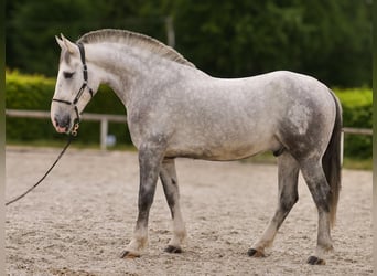 Koń andaluzyjski Mix, Wałach, 5 lat, 164 cm, Siwa