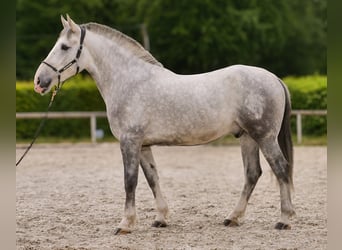 Koń andaluzyjski Mix, Wałach, 5 lat, 164 cm, Siwa