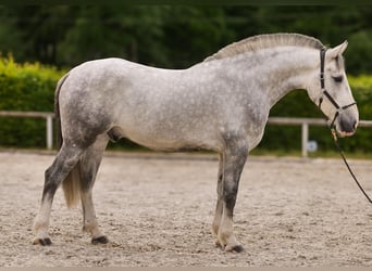 Koń andaluzyjski Mix, Wałach, 5 lat, 164 cm, Siwa